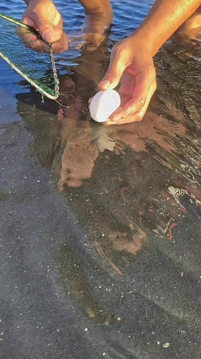 728K views · 2.4K reactions | This Egg Drop Summoned a Massive Crab from Under the Sand! | Ser Ron | Facebook