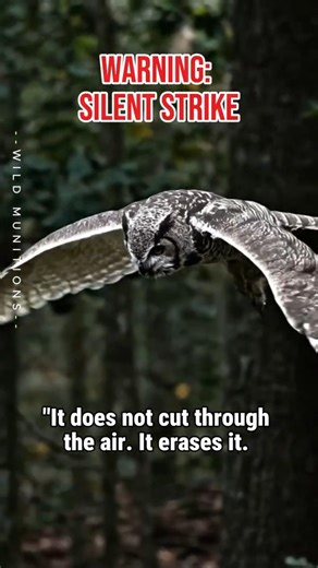 Acoustic Camouflage: The Silent Hunter #greathornedowl Part 1