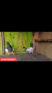 12 reactions | Muhammad Usman Diamond pigeon ❤❤❤ | Muhammad usman diamond pigeon of Pakistan | Facebook
