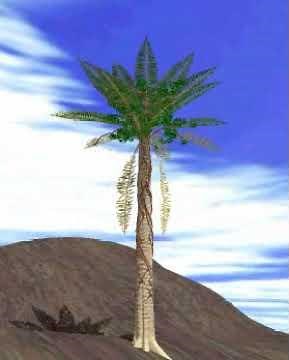 Strangler Fig from The Digital Field Trip to The Rainforest