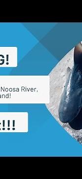 Bull Sharks in the Noosa River, Sunshine Coast Queensland Australia!