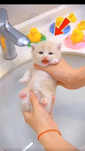 Sleepy Kitten Didn’t Want A Bath Today 😱😨