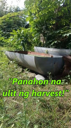 Puno na naman ang ating Azolla pond kaya panahon na ulit ng harvest!...