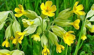 Cowslip – Health Benefits and Side Effects