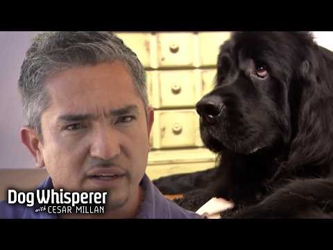 Picky Dog will Only Eat Cooked Meals & Treats | Dog Whisperer With Cesar Millan