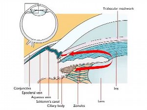Normal Aqueous Drainage