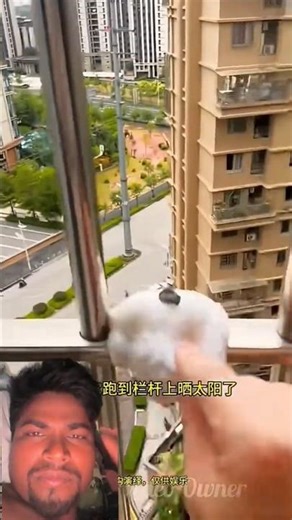 चिंटू धूप में रहकर पिघल गया ll Carriage House wooden artist ll #cartoon #shortvideo #sehar #kpop