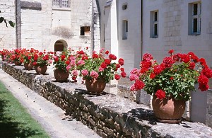 How to Winterize Geraniums in a Brown Bag