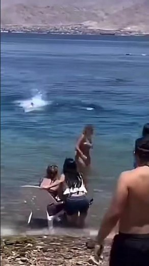 Lifeguards Sound Alarm as Shark Strikes Near Shore!