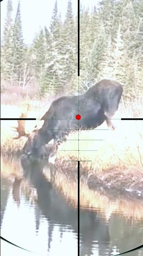 Moose Hunting | Caccia all'alce | Chasse à l'orignal | Elandenjacht