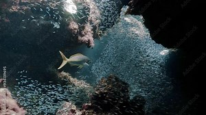 Yellowtail snapper swimming inside a swarm of juvenile fish in undersea cave.
