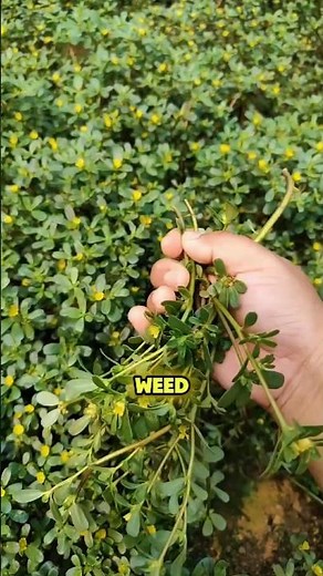 Purslane Plant That Acts Like a Superfood! #Shorts #Purslane #PortulacaOleracea