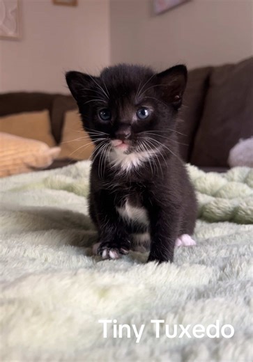 Cuteness Overload: Tiny Tuxedo Kitten Adventures