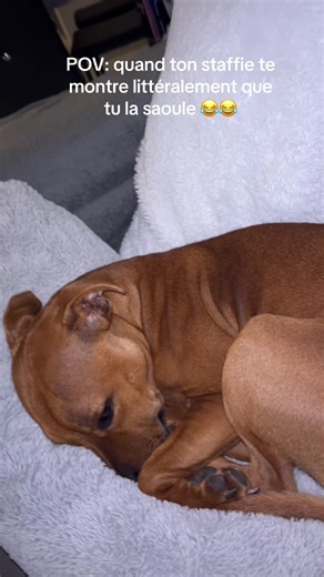 Staffie vous montre que vous la saoulez