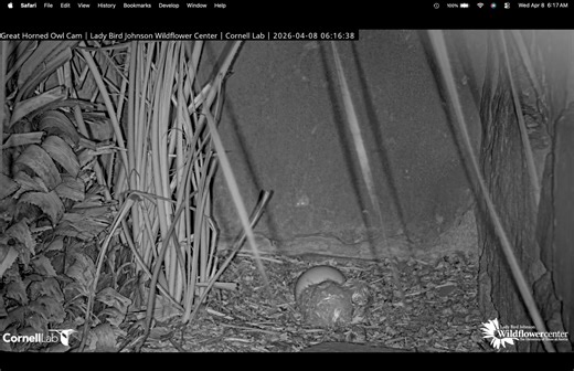 Athena the owl is a mom again — watch the owlet hatch