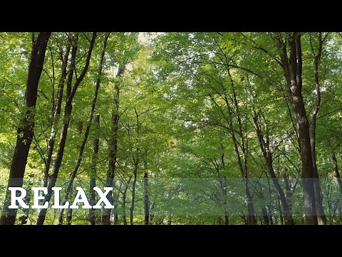 MÚSICA SUAVE - MÚSICA AMBIENTE - RELAX
