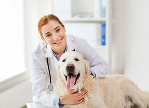 Hospital Services for Pets | Veterinary Surgery | Ottawa, IL