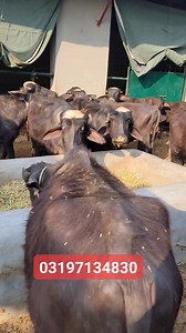 43K views · 1.5K reactions | Katti Farming Business & Katta Farming Business in Punjab | Farming Business TV | Facebook