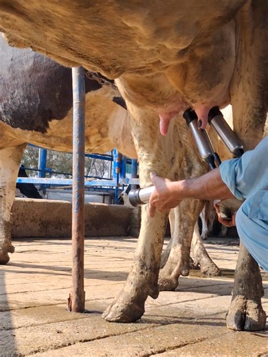 Fast Cow Milking Machine Setup Guide