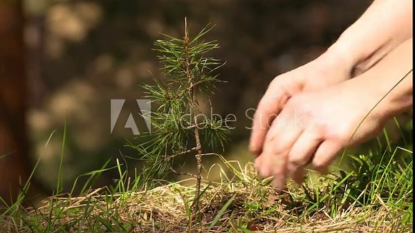 Reforestation. Planting a pine seedling