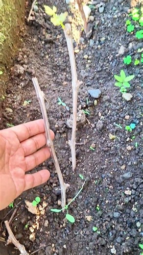 Grapevine planting without root