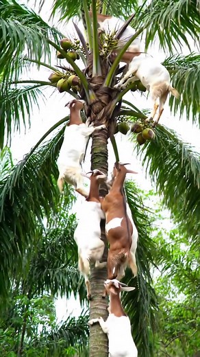 "Who needs ladders when you have goats? These clever climbers take ‘farm-to-table’ to new heights — literally!" #GoatGoals #TreeClimbingGoats #FarmLife #GoatsOfFacebook #GoatLove #FunnyAnimals #NatureAtItsBest #FarmFun #GoatClimbers #AnimalAdventures #FarmersLife #SweetFruitChase #PalmTreeGoats #GoatHustle #AgricultureLife | Action Movies