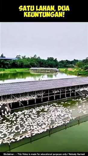 🐟🦆 One Land, Two Benefits! So Cool 😲 #shorts