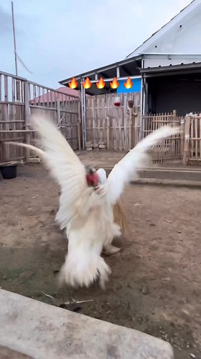 38K views · 470 reactions | Angry duck 郎 #muscovyduck #reals #animals #farming #Manila #duckfarming #angryduck | Duck Go | Facebook