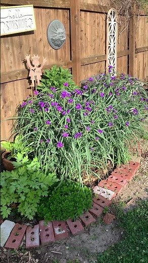 Spiderwort in the morning