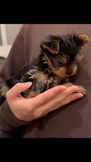 Yorkshire Terrier | Credit @pp_tt_yorkie 🔰 Tag a friend 🔔 Turn Post Notification On * | Instagram