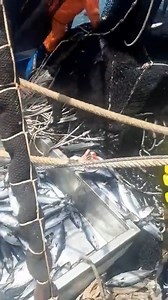 54K views · 653 reactions | HUACHO Pesca de Bonito | Barcos Del Pesca | Facebook