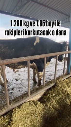 Sefa Günler on Instagram: "Takipte kalın #hostein #dana #boğa #fyb #kurban"