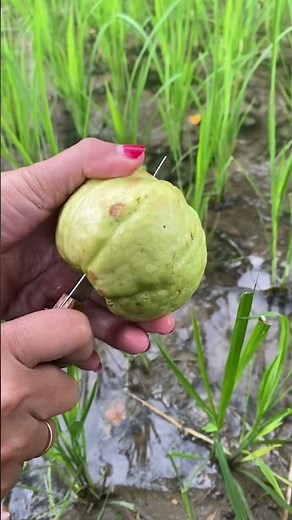Guava Fruit #guavafruit
