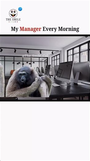 My manager every morning, Monkey funny sound, silvery gibbon monkey voice dangerous