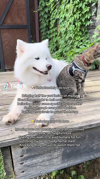 Relatable Pet Struggles: Dogs and Cats Testing Limits