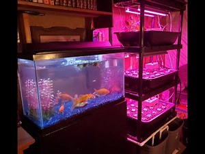 Growing A Lot Of Food With An Indoor Fish Tank Aquaponics System - How It Works