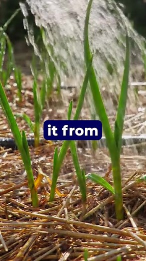 Planting Garlic and Shallots November is garlic and shallot season....