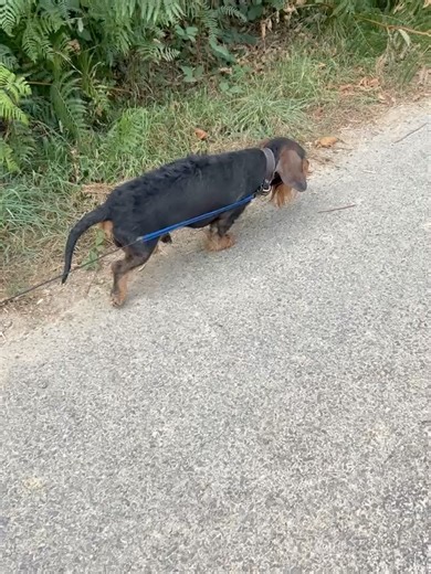 269 reactions · 12 shares | Association Suzi Handicap Animal officiel on Reels | Facebook