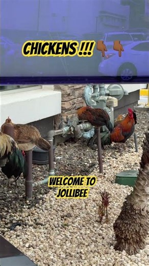 Ordering Food at Jollibee and I Noticed Live Chickens