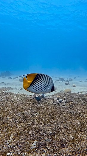 Joseph Leverton | Threadfin Butterflyfish 🦋 🐠 The threadfin butterflyfish (Chaetodon auriga) is a species of marine ray-finned fish belonging to the family... | Instagram