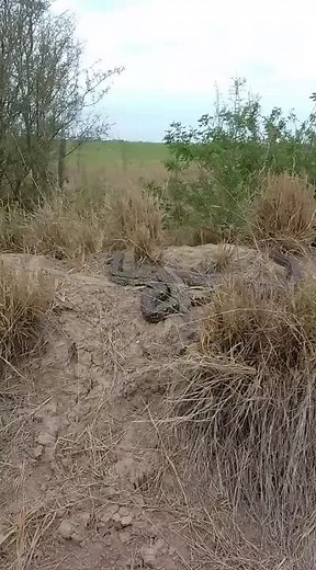 Large Snake Slithering in Natural Habitat