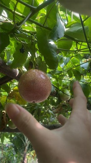 The sounds of nature: Passion fruit ripening on the vine. #dailyvlog #fruit #garden #amazing #shorts