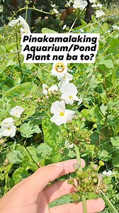 3.9K views · 56 reactions | Kung naghahanap ka ng isang aquatic plant para sa pond at malaking aquarium mo, baka Echinodorus Grandiflorus na ang hinahanap mo. Madali lang to patubuin pramis! #aquascapingnegros #reels #fbreels #fbvideoreels #viralreels | Aquascaping Negros | Facebook