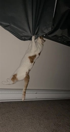 Fluffernutter loves the trends #mauiwowie #catsoftiktok #trending