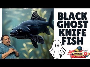 Ghost in the Tank? Meet the Black Ghost Knifefish | Full Guide!