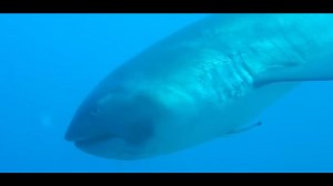 Diver captures extremely rare footage of megamouth "alien shark"