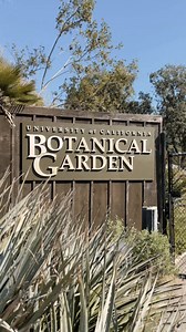 27K views · 524 reactions | Looking for ways to spend your sunny days? Take a stroll in the UC Berkeley Botanical Gardens! Located near campus in Strawberry Canyon, the Botanical Gardens is home to 10,000 types of plants and features 9 regions of naturalistic plantings.  The Garden is open to the public, and free to UC Berkeley affiliates. For more information on hours and admission, visit https://botanicalgarden.berkeley.edu/visit #UCBerkeley #Spring | UC Berkeley | Facebook