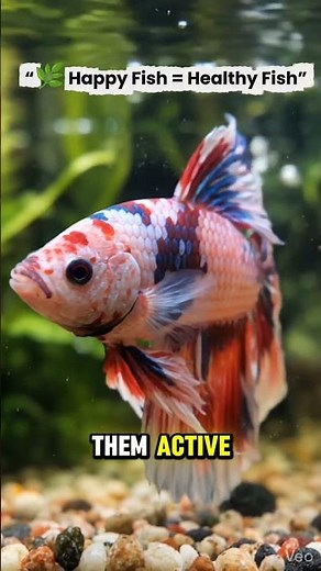 Beginner Betta Fish Care Guide (Easy Tips!)