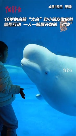 11K views · 565 reactions | A #HeartwarmingMoment: A 16-year-old beluga playfully faces off with a young visitor, round after round of pure joy! ✨ #AmazingKid #AmazingAnimals | China News 中国新闻网 | Facebook