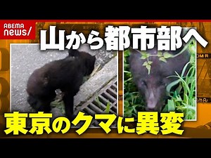 【異変】「圏央道近くまで」東京の民家にクマ…出没多発ポイントで何が起きている？追跡調査｜ABEMA的ニュースショー